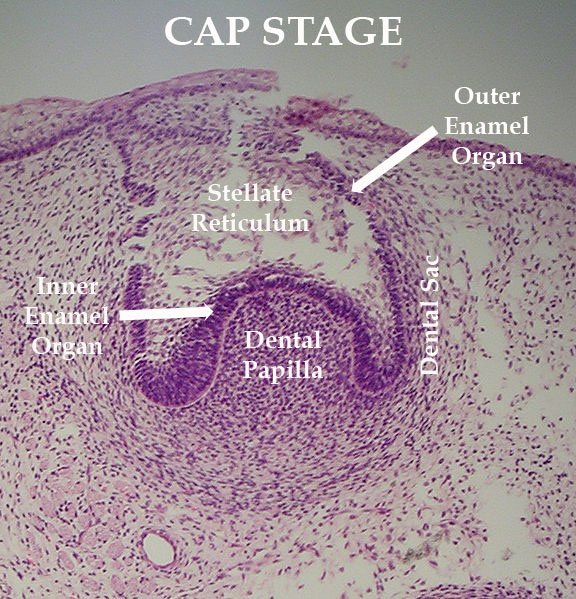 Why Teeth and Implants Are Not Alternative Treatments