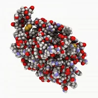 Dental Implant Maintenance