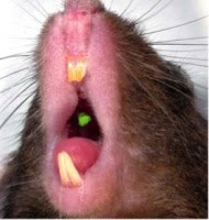 Stem Cells and the Future of Dentistry